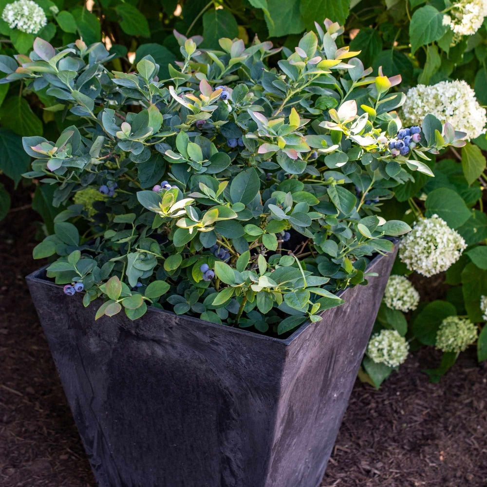 vaccinium-silver-dollar