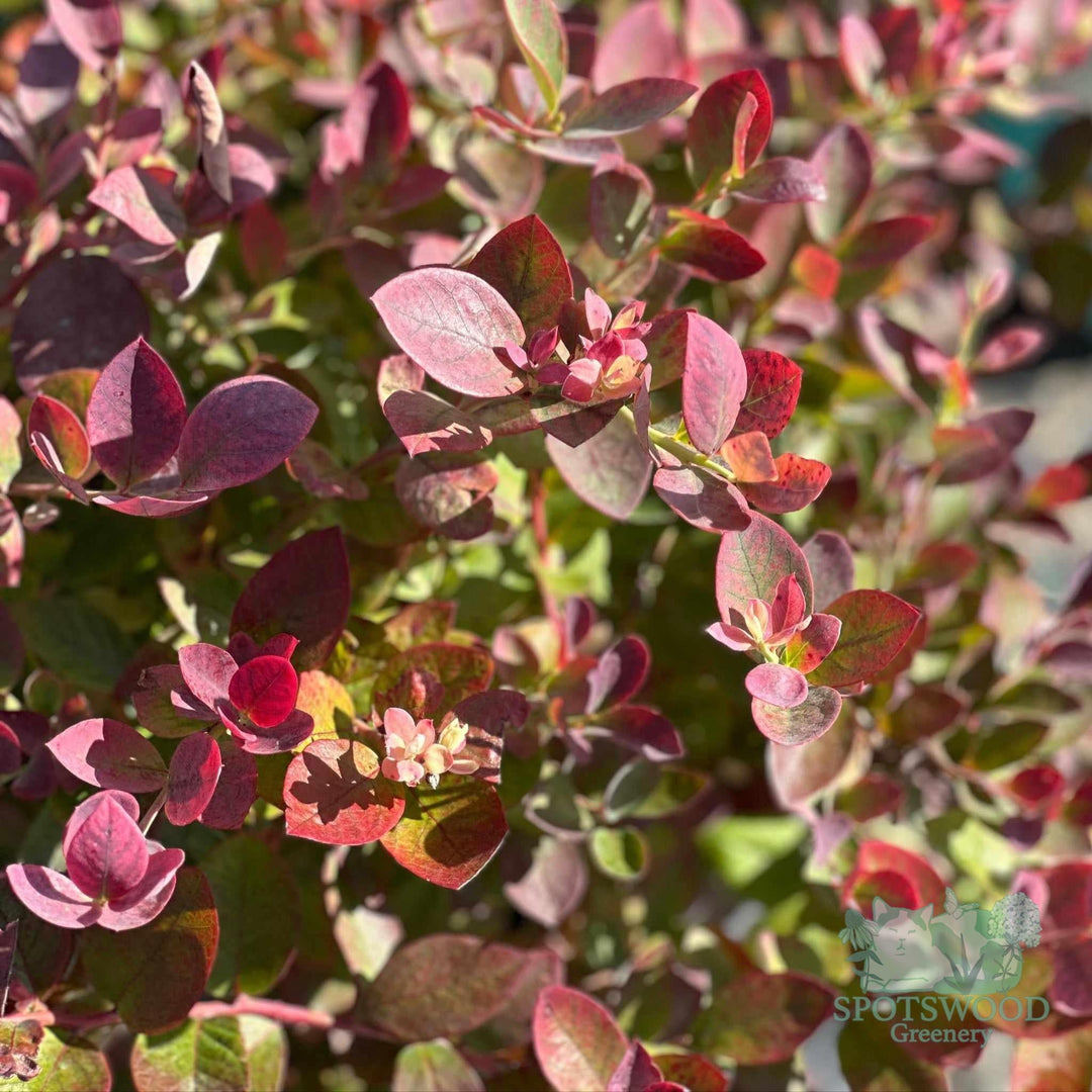vaccinium-silver-dollar