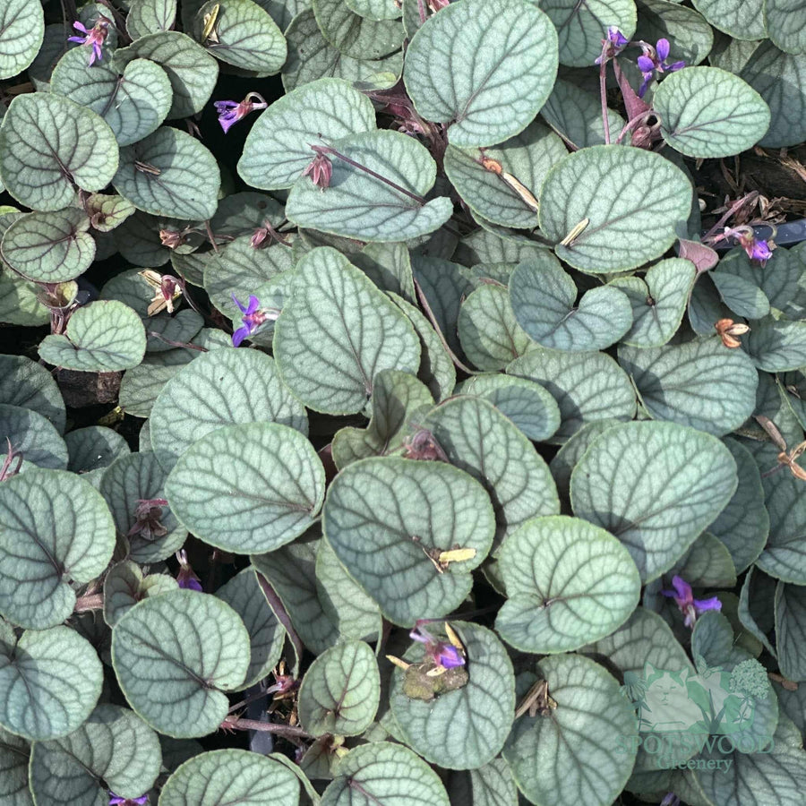 viola-walteri-silver-gem-prostrate-blue-violet
