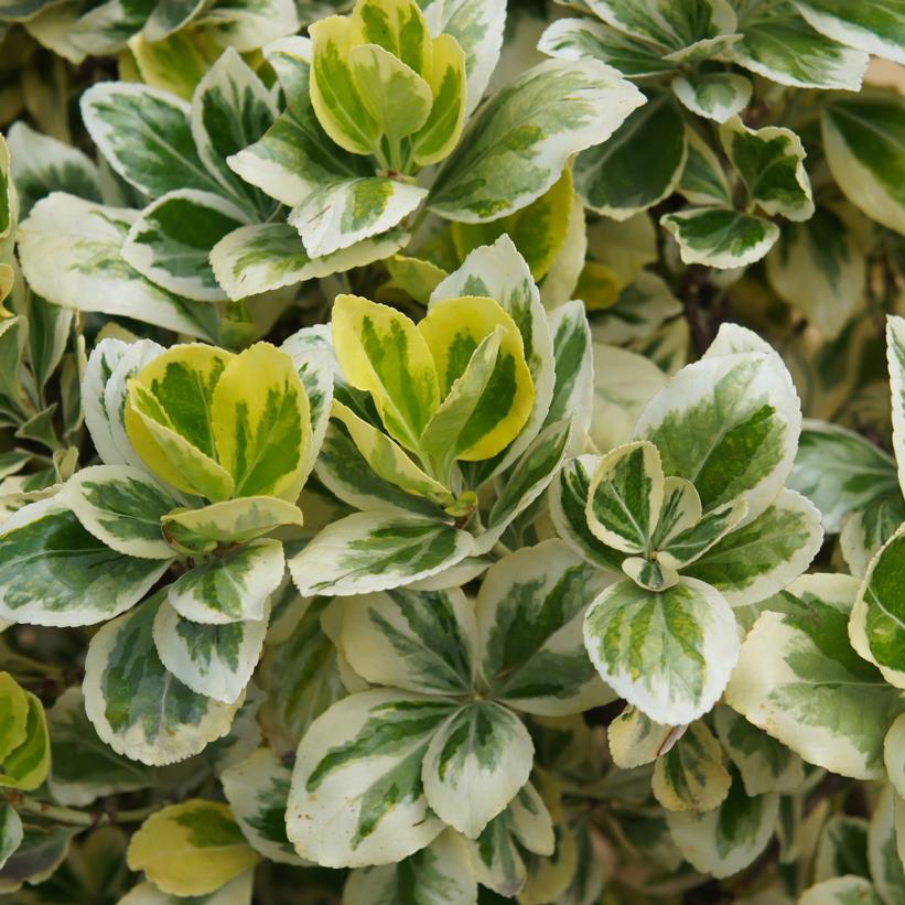 Silver Queen Euonymus