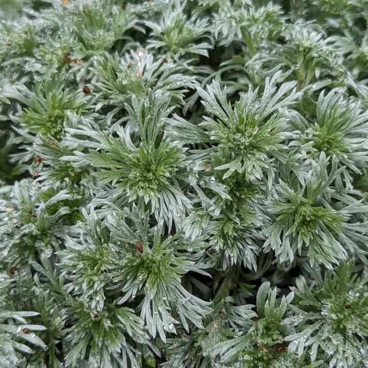 Silvermound Wormwood