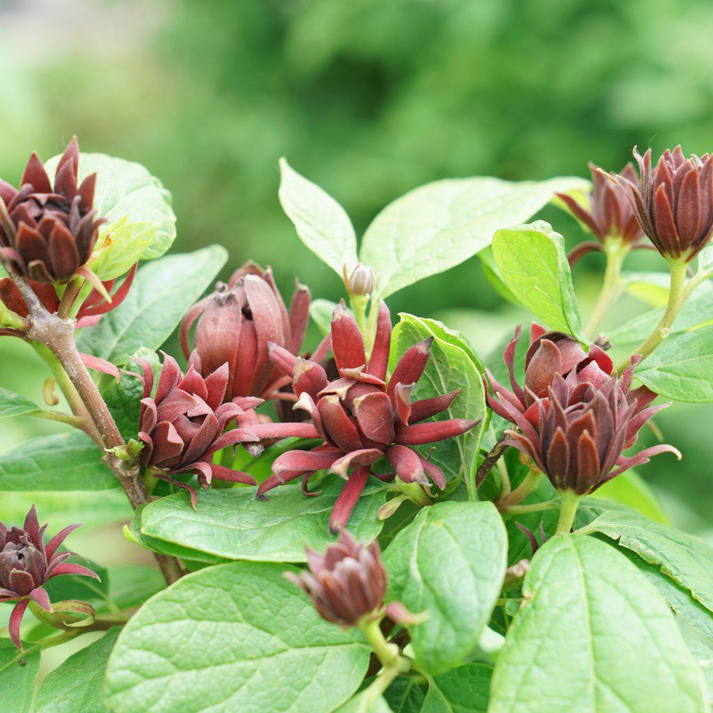 Simply Scentsational Sweetshrub