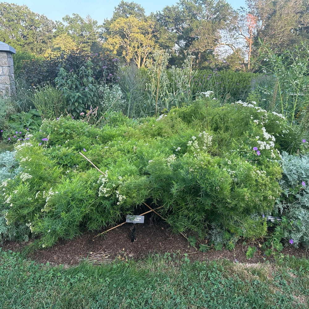 Slender Mountain Mint
