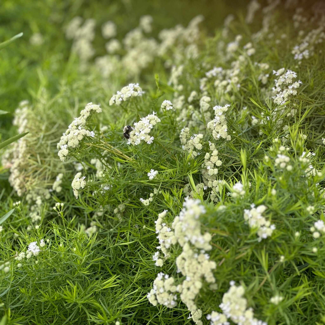 Slender Mountain Mint