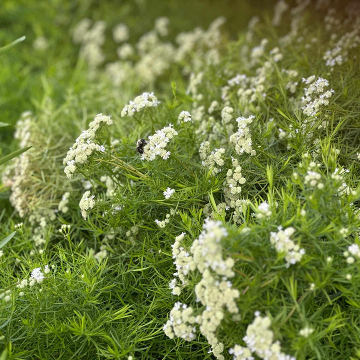 Slender Mountain Mint