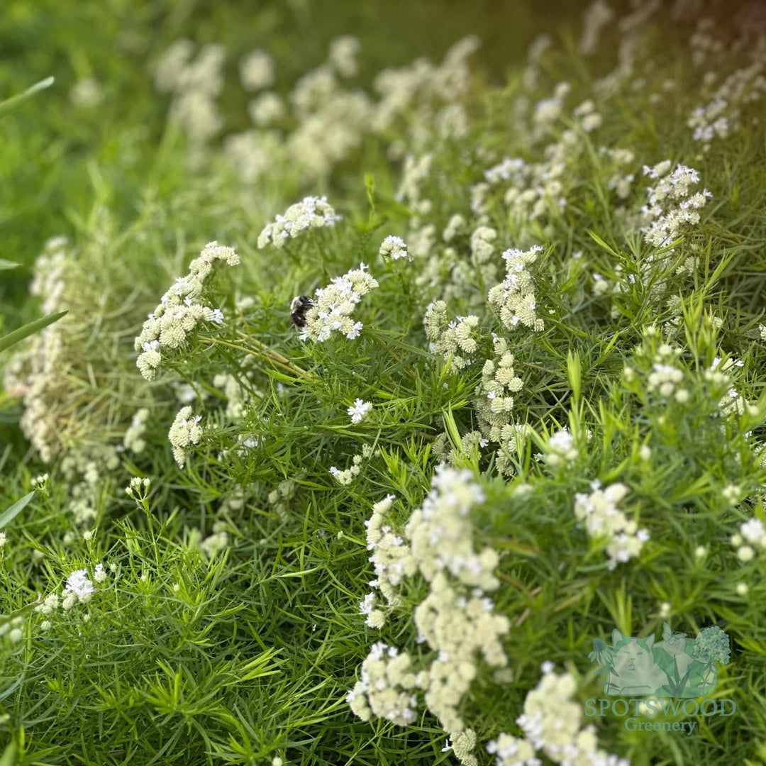 pycnanthemum-tenuifolium