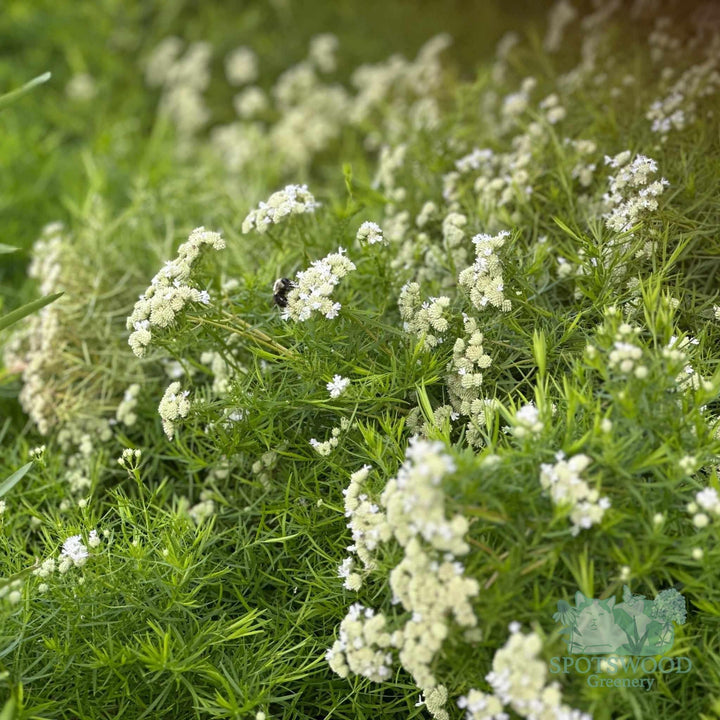 pycnanthemum-tenuifolium