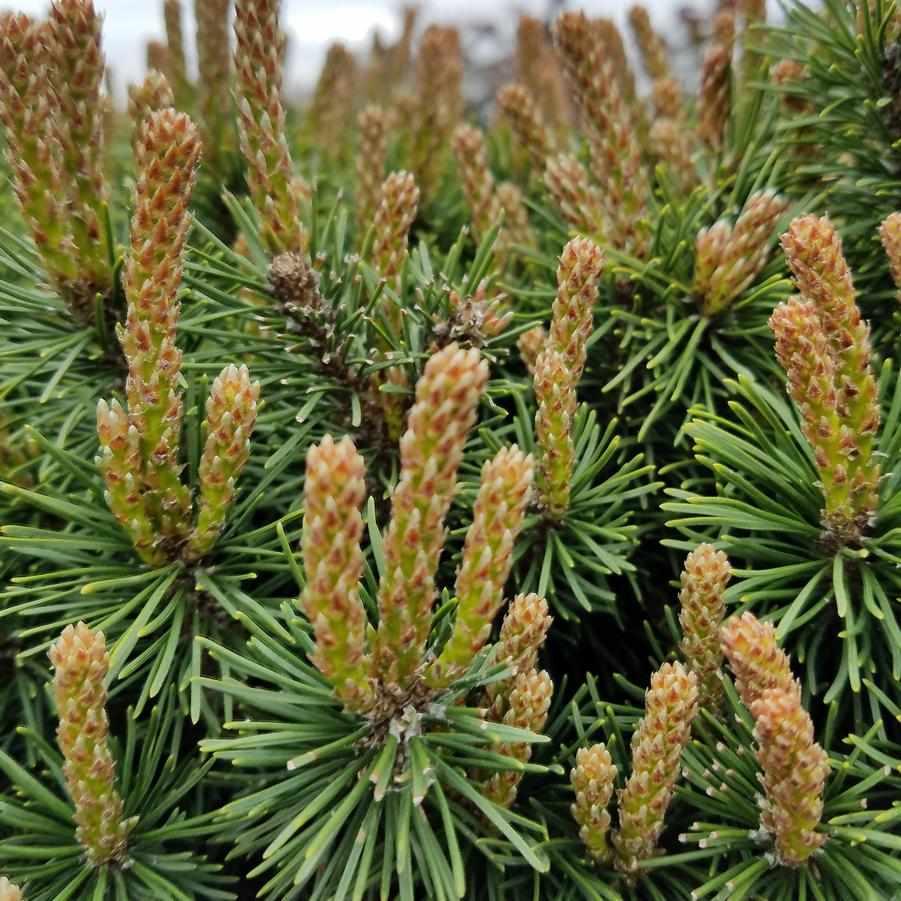 Slowmound Mugo Pine
