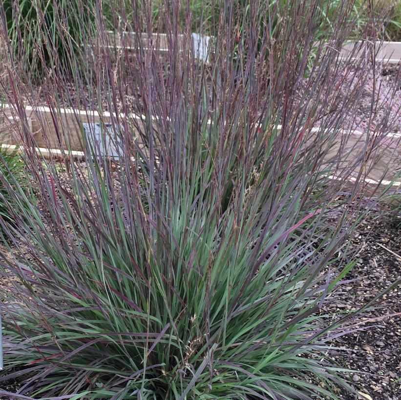 Smoke Signal Little Bluestem