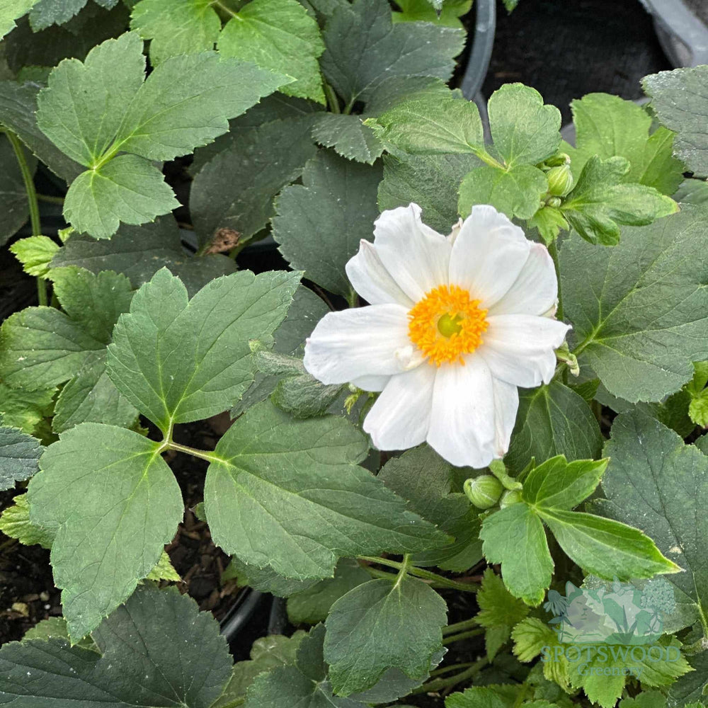 anemone-x-anemone-fantasy-snow-angel
