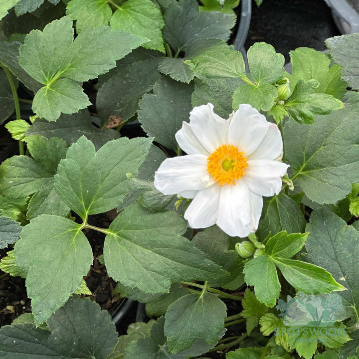 anemone-x-anemone-fantasy-snow-angel