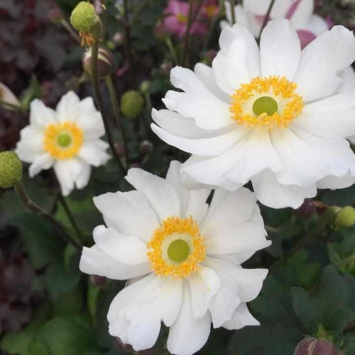 Snow Angel Windflower