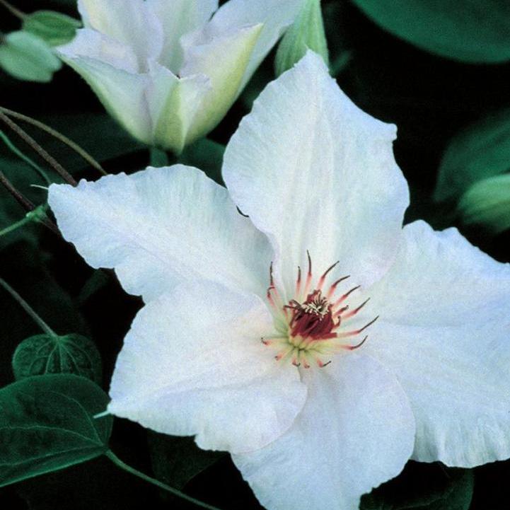 Snow Queen Large-Flower Clematis
