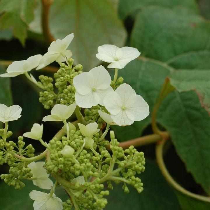 Snow Queen® Oakleaf Hydrangea