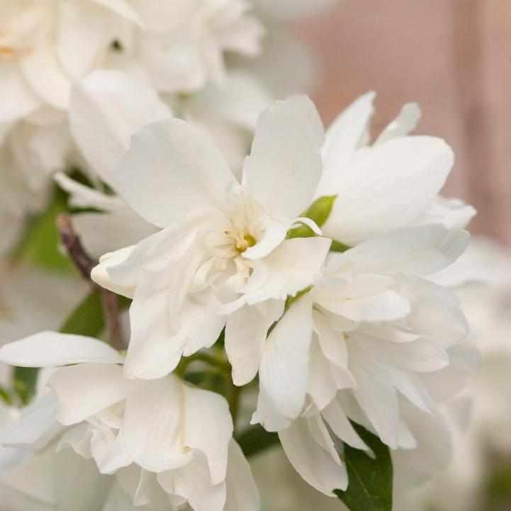 Snowbelle Mockorange