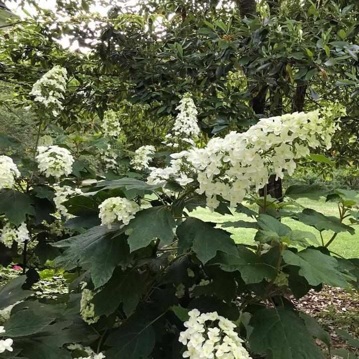 Snowcicle Hydrangea