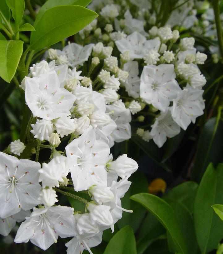 Snowdrift Mountain Laurel