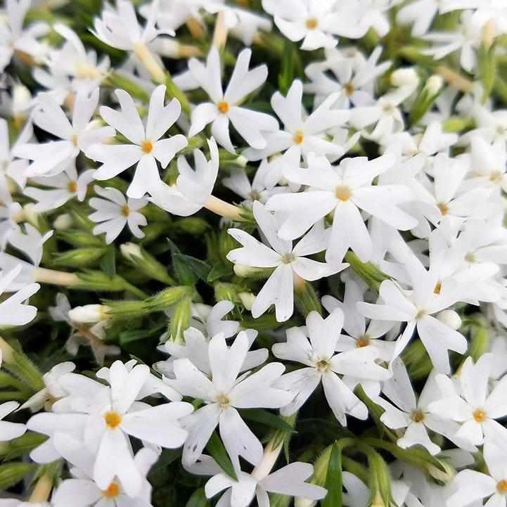 Snowflakes Moss Phlox