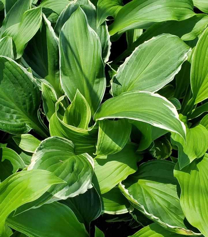 So Sweet Hosta