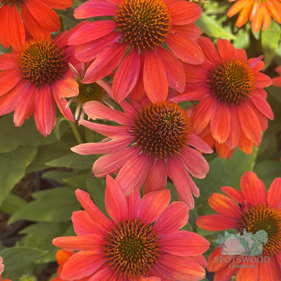 echinacea-sombrero-sombrero-adobe-orange