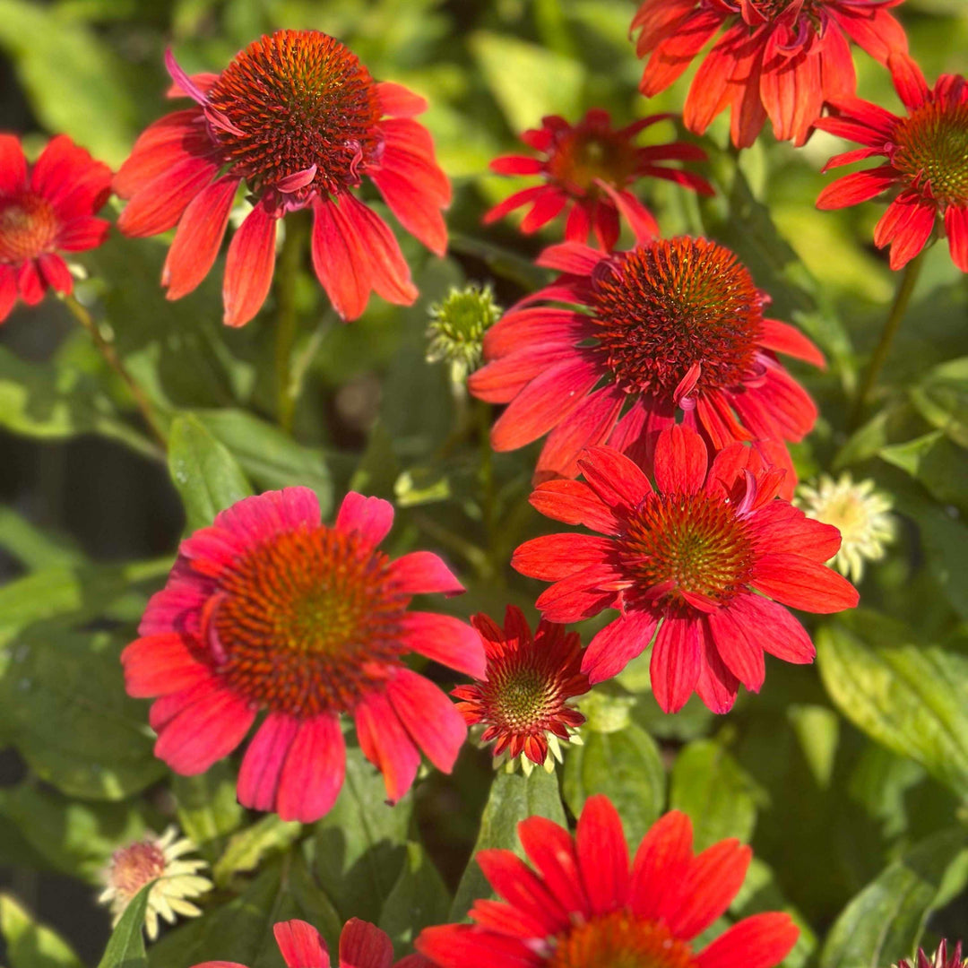 Sombrero® Fiesta Orange Coneflower