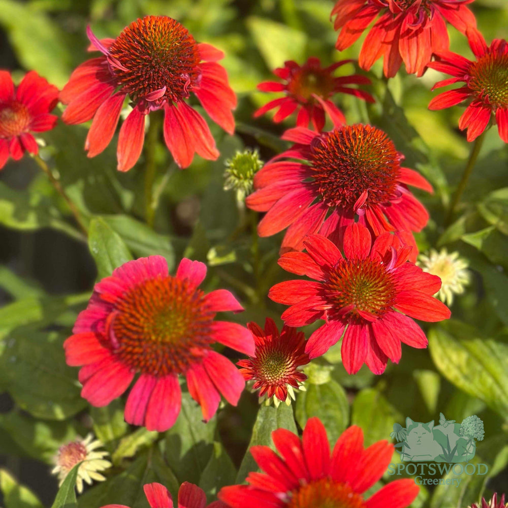echinacea-sombrero-fiesta-orange