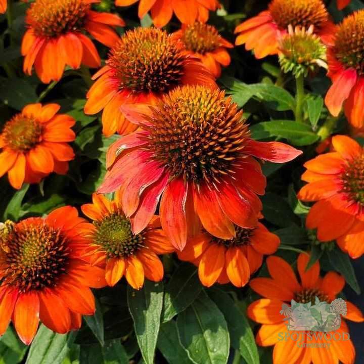 Sombrero® Fiesta Orange Coneflower