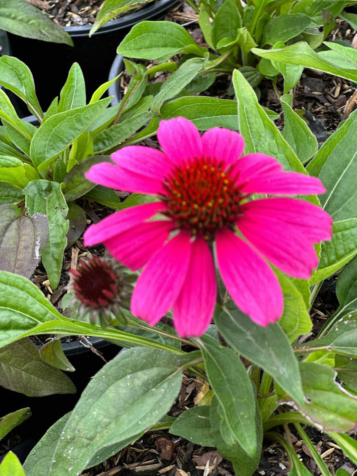 Sombrero® Rosada Coneflower