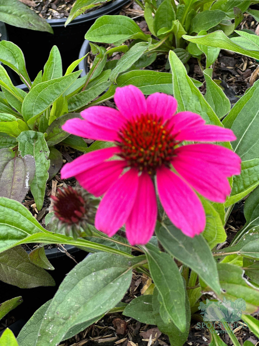 echinacea-sombrero-rosada