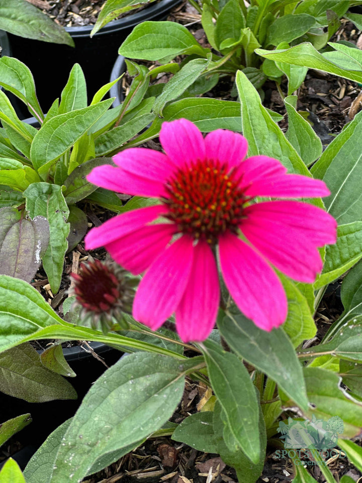 echinacea-sombrero-rosada