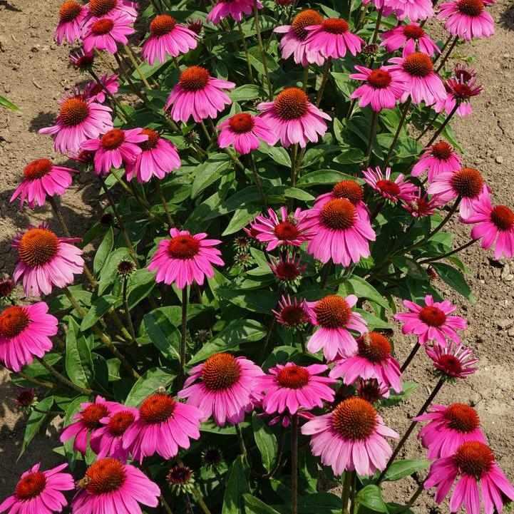 Sombrero® Rosada Coneflower