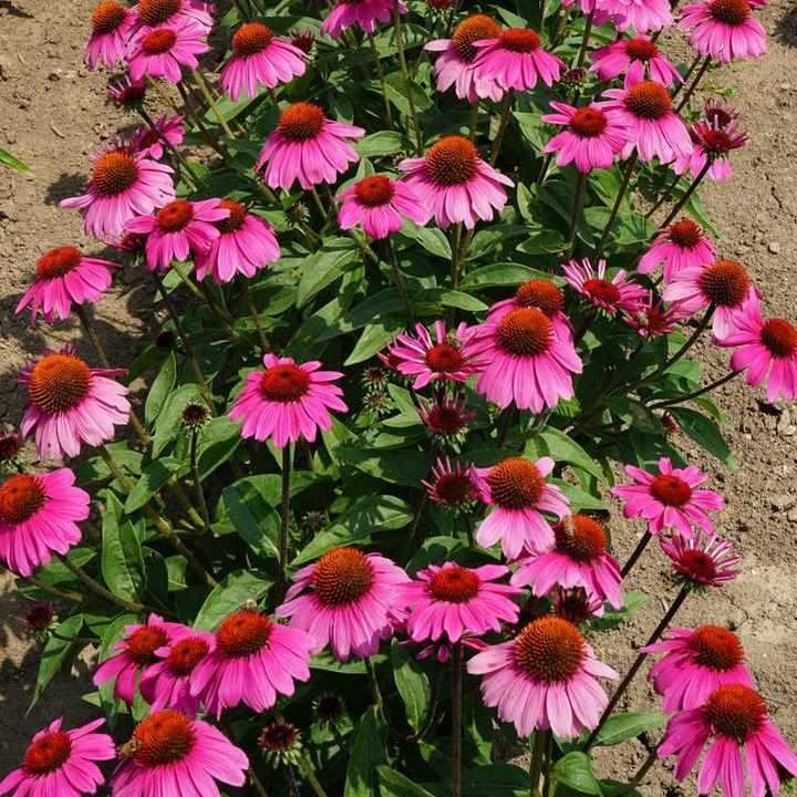 Sombrero® Rosada Coneflower