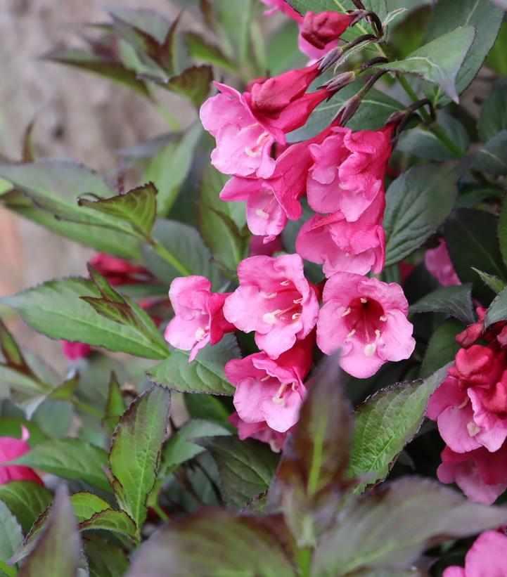 Sonic Bloom® Wine Weigela