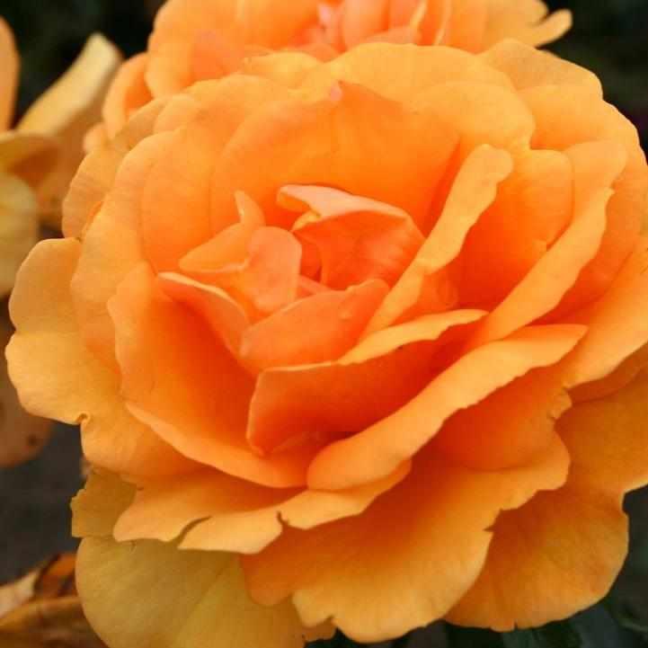 South Africa® Sunbelt® Rose