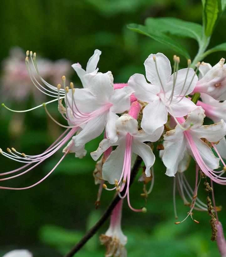 Southern Pinxter Azalea