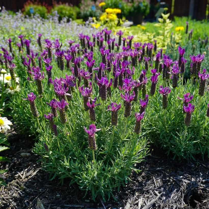 Spanish Lavender