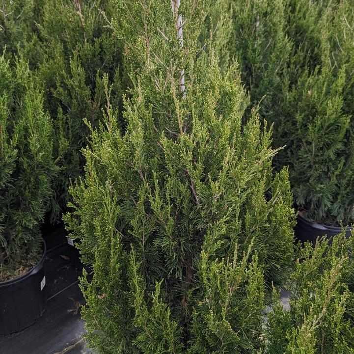 Spartan Juniper