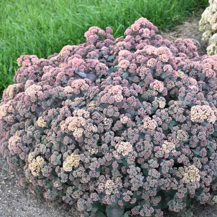 Spellbound Autumn Stonecrop
