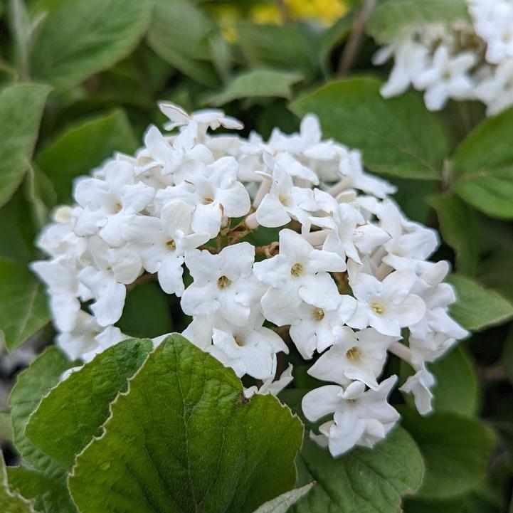 Spice Island Korean Spice Bush