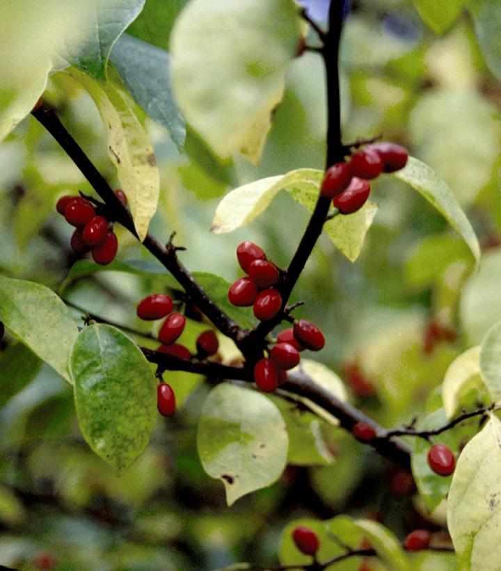 Spicebush