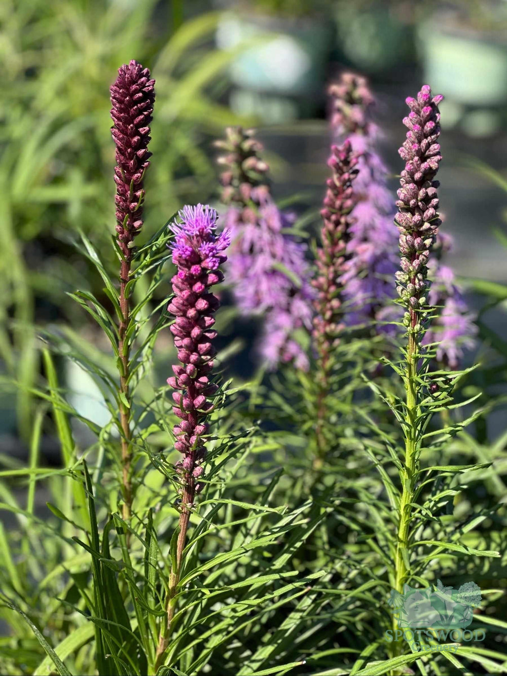 liatris-spicata