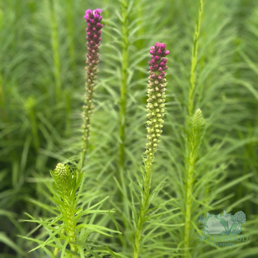 liatris-spicata