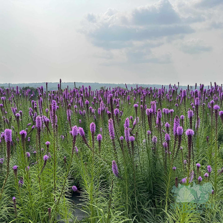 liatris-spicata
