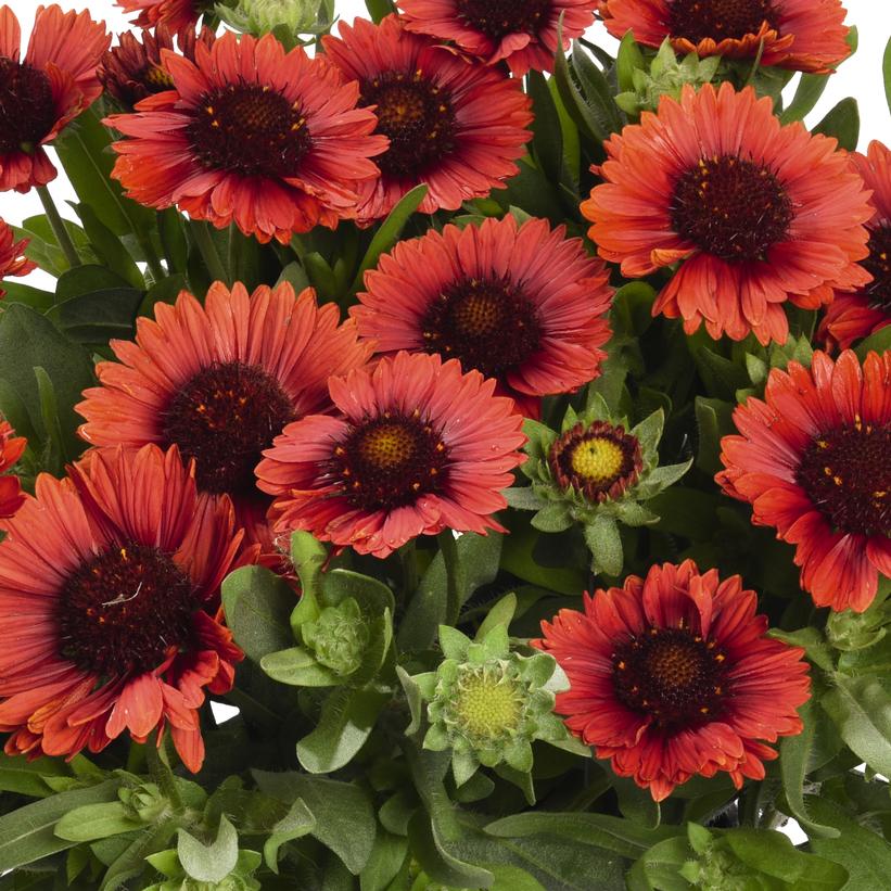 SpinTop® Red Blanket Flower