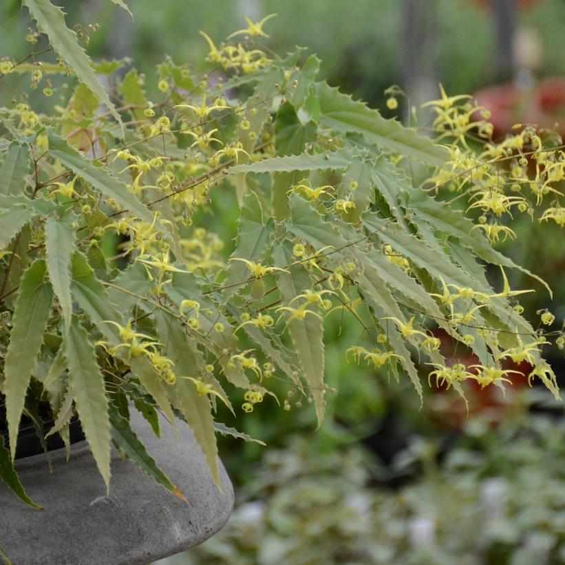 Spine Tingler Barrenwort