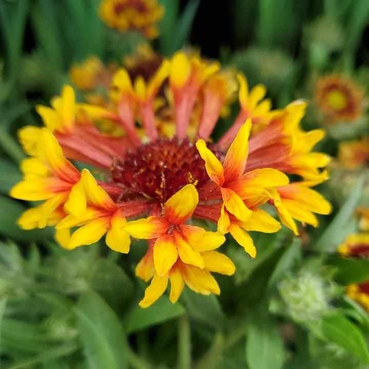 Spintop® Copper Sun Blanketflower