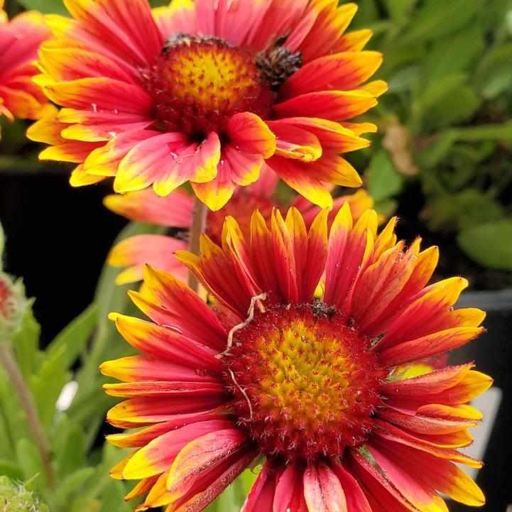 Spintop® Orange Halo Blanket Flower