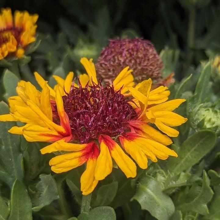 Spintop® 'Red Starburst' Blanket Flower
