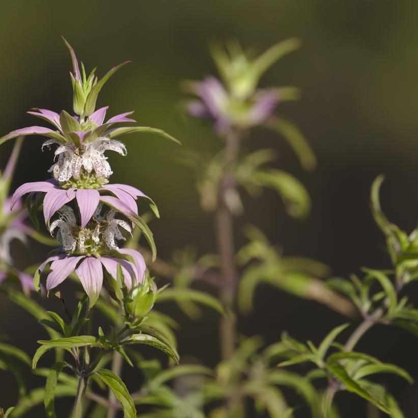 Spotted Beebalm