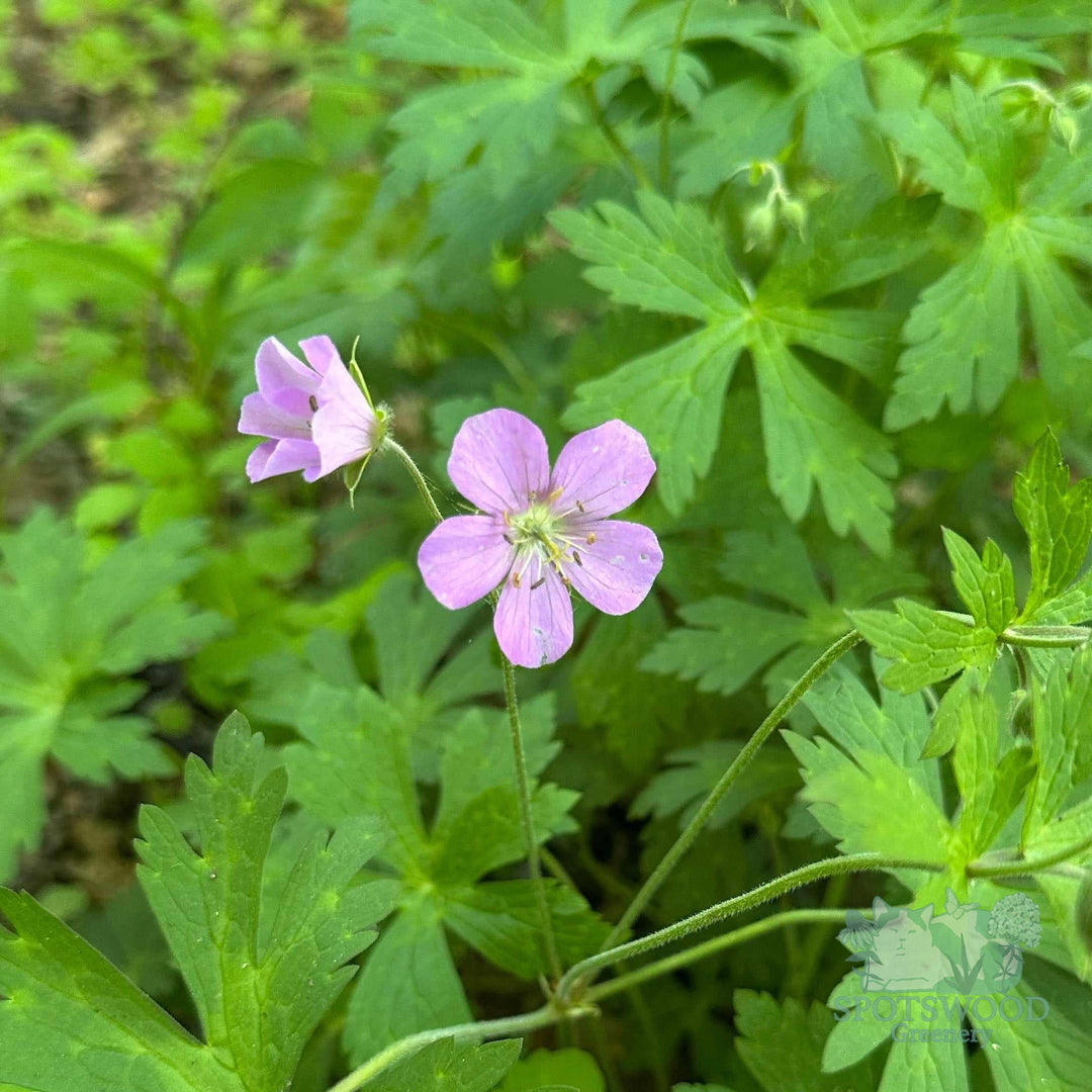 geranium-maculatum-wild-geranium